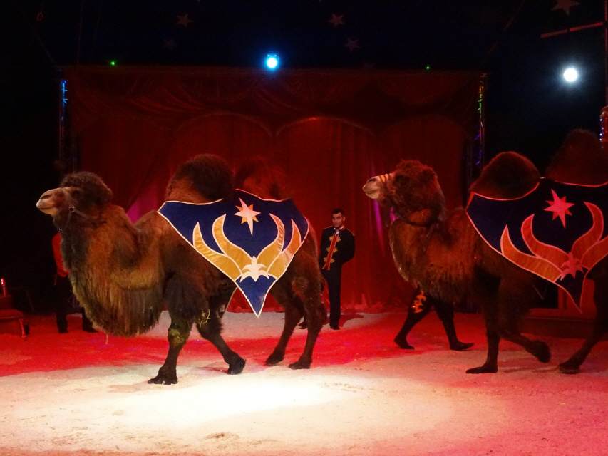 Archiv – Aufnahme aus der Circus-Fotogalerie